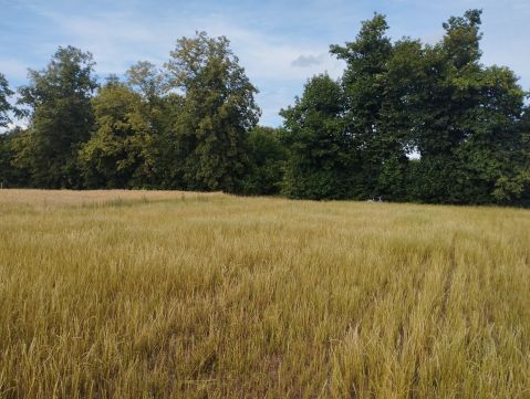Sprzedaż Działka Ogrodowa, Czarnocin, pow. piotrkowski