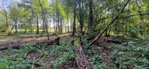 Sprzedaż Działka Skowronkowa, Mościska, pow. grodziski