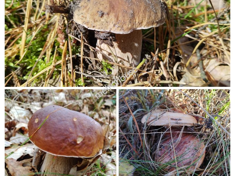 Działka na sprzedaż, Tucholski, Trzebciny